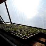 Photo by Rashah McChesney/Peninsula Clarion  Several plants sit in the sun behind a plastic barrier Saturday March 14, 2014 at Ridgeway Farms on Strawberry Road in Kenai, Alaska. Abby Ala, the farm owner, has plans to expand her capacity by building a series of federally reimbursable high tunnels around her gardens - thus extending her growing season and allowing her to expand the variety  and amount of of crops she can grow.