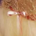 Photo by Kelly Sullivan/ Peninsula Clarion  Soldotna High School senior Emma Seldon and volunteer Maureen Mokracek examine a vintage-style dresss on Tuesday, March 18, at Cinderella's Closet.