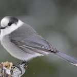 Gray Jay photo by Garth McElroy/www.birds.audobon.org