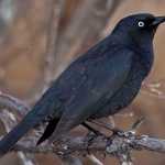 Photo by Daniel W. Clark This photo provided by the Alaska Department of Fish and Game shows a male rusty blackbird.