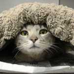 Photo by Rashah McChesney/Peninsula Clarion  An adoptable cat gets comfortable under his cushion Friday April 19, 2014 at the Kenai Animal Shelter in Kenai, Alaska.
