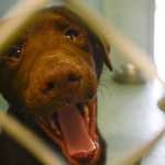 Photo by Rashah McChesney/Peninsula Clarion  A chocolate lab mix puppy looks through the cage Friday April 18, 2014 at the Kenai Animal Shelter in Kenai, Alaska.