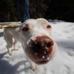 Gadget is shown on a hike in the Mountain Lakes Wilderness area near Klamath Falls, Ore., March 23, 2014.  Exploring the endless trails in the Klamath Basin has to offer is made even more enjoyable when your faithful companion, your dog, is along for the journey, too.(AP Photo/Herald and News, Steve Silton)