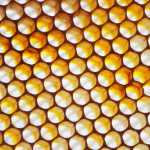 Photo by Kelly Sullivan/ Peninsula Clarion Bunny Chong's husband Al Chong aims the bee to hit precisily on Kishaba's joint, for the sting therapy that eases her symptoms of Rheumatoid Arthritis, Friday, April 25, at her home in Soldotna.