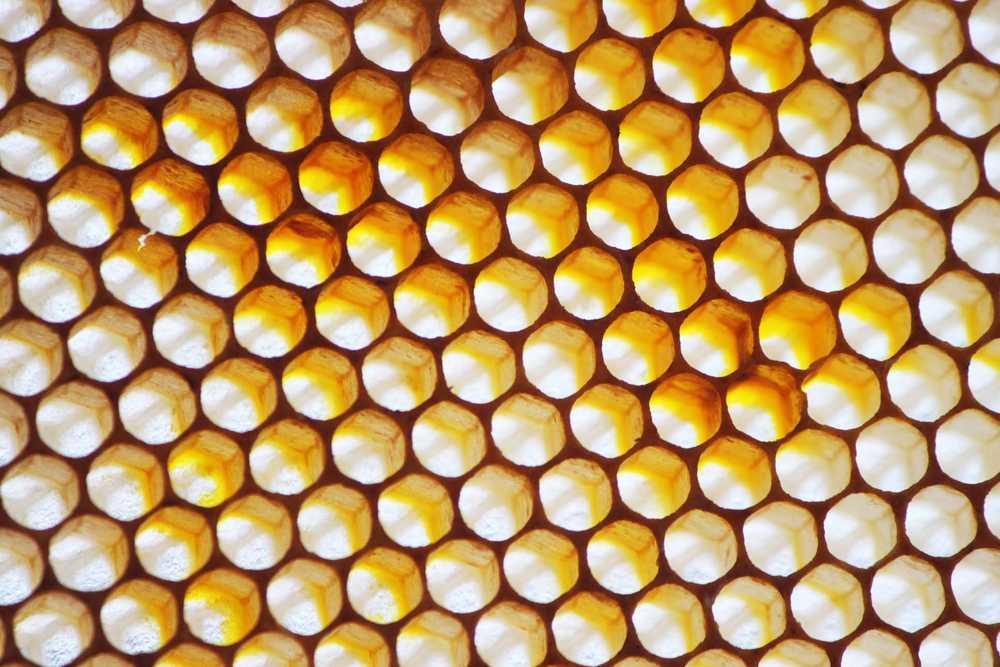 Photo by Kelly Sullivan/ Peninsula Clarion Bunny Chong's husband Al Chong aims the bee to hit precisily on Kishaba's joint, for the sting therapy that eases her symptoms of Rheumatoid Arthritis, Friday, April 25, at her home in Soldotna.