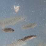 Photo by Rashah McChesney/Peninsula Clarion  Salmon swim in an aquarium set up for viewing at the Alaska Department of Fish and Game's annual Salmon Celebration Tuesday May 6, 2014 at Johnson Lake Campground in Kasilof, Alaska.