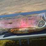 Photo courtesy Michelle Glaves The fish was found ripped from the hands of Les Anderson and placed on a bench 30 feet from the statue, Saturday, May 9, at the Soldotna Chamber of Commerce.