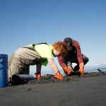 Photo by Rashah McChesney/Peninsula Clarion  Ted Nichols, 12, and his father John Nichols, of Chugiak, dig for clams at Whiskey Gulch Saturday May 17, 2014 in Anchor Point, Alaska.  The two were targetting razor clams.