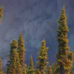 Photo by Kelly Sullivan/Peninsula Clarion Up to 20 cars were pulled over at one time as community members stopped to watch the warping smoke plumes of the wildfire that started near Funny River, Tuesday, May 20, on the Sterling Highway near Kasilof.