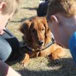 Lucy, a certified therapy dog, listens to fourth grader Gideon Jackson (left) and kindergartener Brayden Wilkenson (right) read on Tuesday, May 20, at Kalifornsky Beach Elementary School in Soldotna. Photo by Kaylee Osowski/Peninsula Clarion