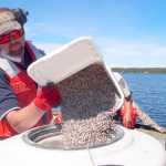Scott Schuler from SePRO pours fluridone pellets into the hopper on the application spreader (a gas-fired blower). Matt Bowser from the Kenai National Wildlife Refuge watches in the background. Photo courtesy of the Kenai National Wildlife Refuge.
