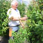 Photo by Kelly Sullivan/Peninsula Clarion Students at Mike O'Brien's annual grafting class receive hands on experience by learning basic grafting skills on plants kept inside the O'Brien Orchard high tunnels, Friday, May 20.