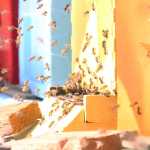Photo by Kelly Sullivan/Peninsula Clarion Mike O'Brien's stands between rows of the grafted apple trees packed inside the O'Brien Orchard high tunnels, Friday, May 20.