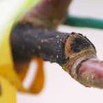 Photo by Kelly Sullivan/Peninsula Clarion Honey bees are unleashed every spring outside the high tunnels at O'Brien Orchards for pollinating the various plant species staying warm inside the towering plastic containers, Friday, May 20.