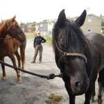 Photo by Rashah McChesney/Peninsula Clarion Laurie Speakman stands near her horses Kodiak and Gunsmoke as she lets the two cool down from a several-hour trek into a section of woods to search for a missing family Tuesday June 24, 2014 in Kenai, Alaska.  Speakman and a dozen other volunteers took horses, four-wheelers and an airplane into the area to continue a search for four Kenai residents who have been missing since late May.
