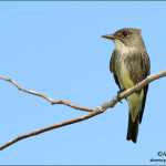 Refuge Notebook: Breeding Bird Surveys - Quick! Three Beers!