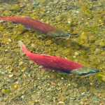 Photo courtesy Kenai National Wildlife Refuge Red salmon swim in a Kenai Peninsula stream.