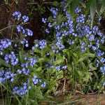 Photo courtesy Kenai National Wildlife Refuge Alaska's state flower, the bright blue alpine forget-me-not.