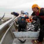 Photo by Rashah McChesney/Peninsula Clarion PJ Selanoff tosses salmon from a setnet skiff along with the rest of a group crewing a site for commercial set gillnet fisherman Gary Hollier Wednesday July 9, 2014 in Kenai, Alaska.
