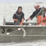 Photo by Rashah McChesney/Peninsula Clarion  Devin Every, Travis Every and Damien Redder pick fish from a setnet Wednesday July 9, 2014 in Kenai, Alaska.
