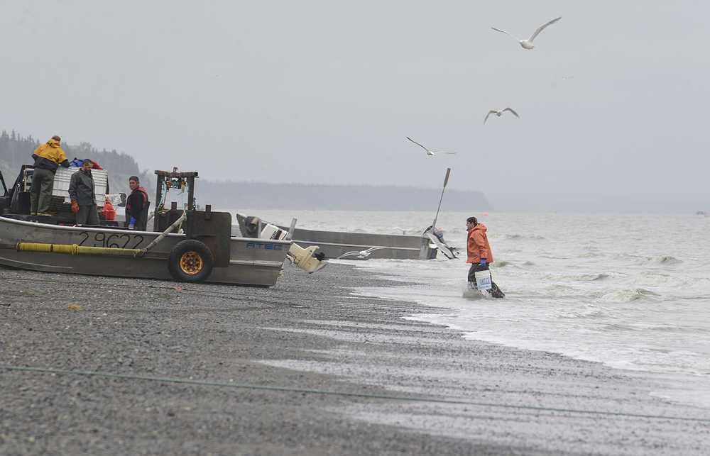 Photo by Rashah McChesney/Peninsula Clarion Commercial set gillnetters in the Kenai and East Foreland sections of the east side setnet fishery in the Cook Inlet had their first opening Wednesday July 9, 2014  alongside other setnetters and the commercial drift gillnet fleet during a 12-hour fishing period.