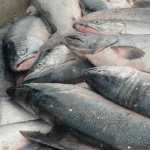 Photo by Rashah McChesney/Peninsula Clarion  Sockeye salmon and one king salmon lay in a fish tote after being offloaded from a commercial set gillnet skiff during a 12-hour fishing period Wednesday July 9, 2014 in Kenai, Alaska.