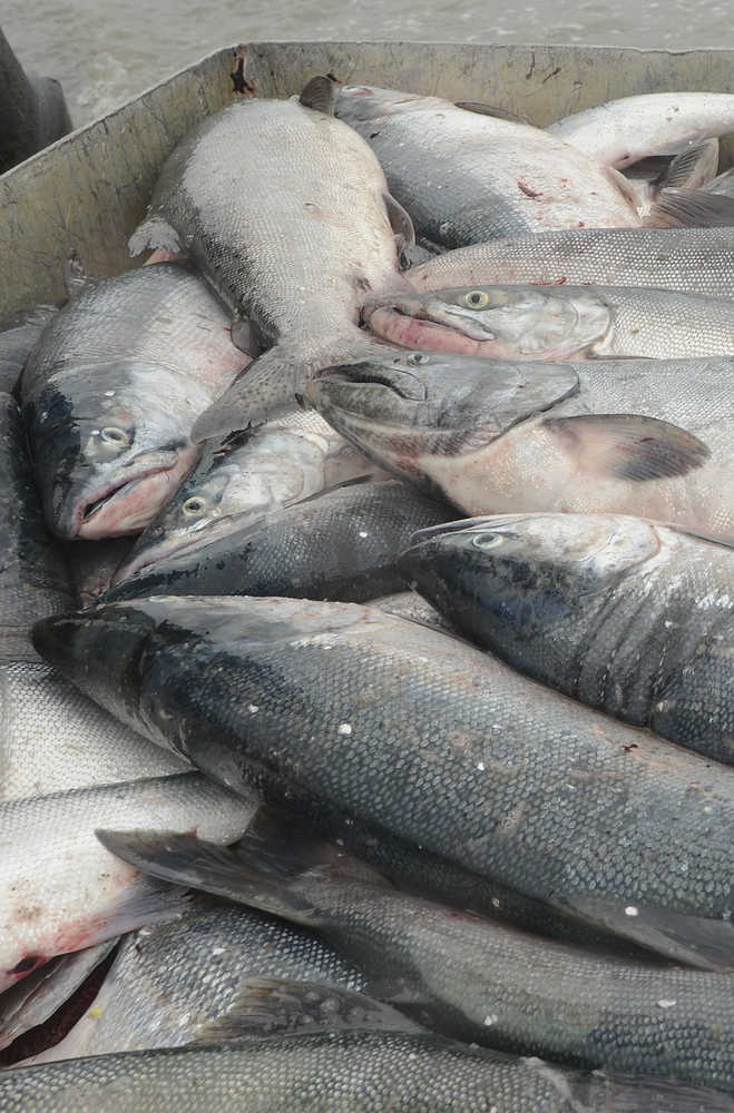 Photo by Rashah McChesney/Peninsula Clarion  Sockeye salmon and one king salmon lay in a fish tote after being offloaded from a commercial set gillnet skiff during a 12-hour fishing period Wednesday July 9, 2014 in Kenai, Alaska.