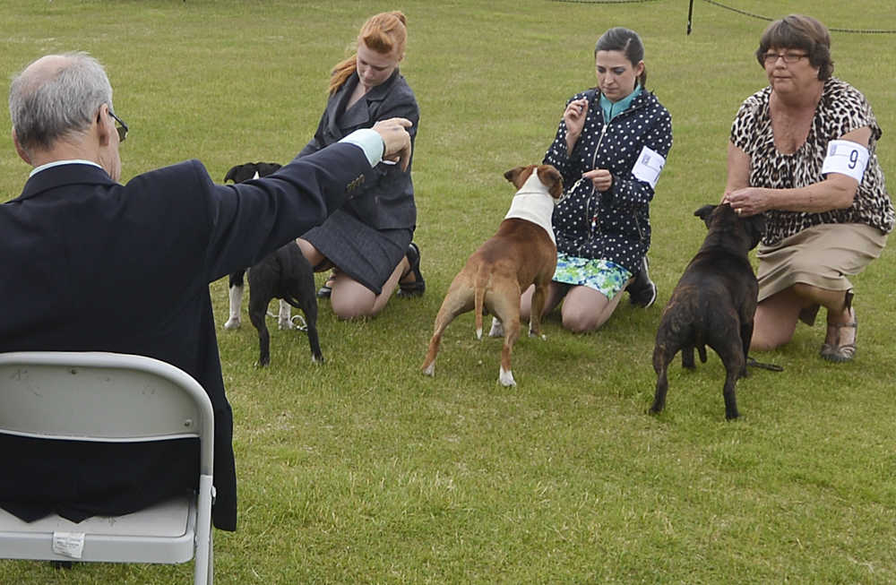 Photo by Rashah McChesney/Peninsula Clarion  Tammy Dohmen runs Rev, a rough collie, during the Kenai Kennel Club's annual dog show Friday July 11, 2014 in Soldotna, Alaska.