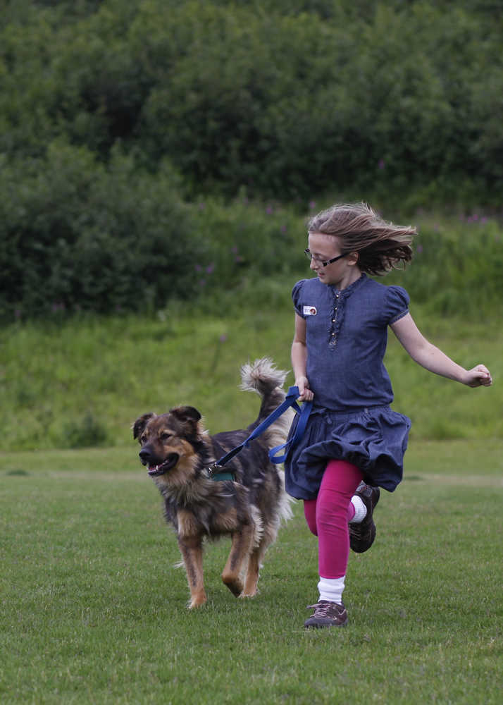Photo by Rashah McChesney/Peninsula Clarion  Thermal, a clumber spaniel, is also known as "hot lips, hula hips, to his owner Christie Janusiewicz, of Anchorage, who groomed the dog during the Kenai Kennel Club's annual dog show Friday July 11, 2014 in Soldotna, Alaska.