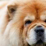 Photo by Rashah McChesney/Peninsula Clarion  Judge Butch McDonald gives a series of directions to a group showing Staffordshire terriers during the Kenai Kennel Club's annual dog show Friday July 11, 2014 in Soldotna, Alaska.