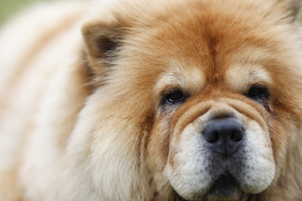 Photo by Rashah McChesney/Peninsula Clarion  Judge Butch McDonald gives a series of directions to a group showing Staffordshire terriers during the Kenai Kennel Club's annual dog show Friday July 11, 2014 in Soldotna, Alaska.