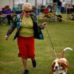 Photo by Rashah McChesney/Peninsula Clarion  Kira, a Chow Chow, was brought to the Kenai Peninsula from Fairbanks to compete in the Kenai Kennel Club's annual dog show Friday July 11, 2014 in Soldotna, Alaska.