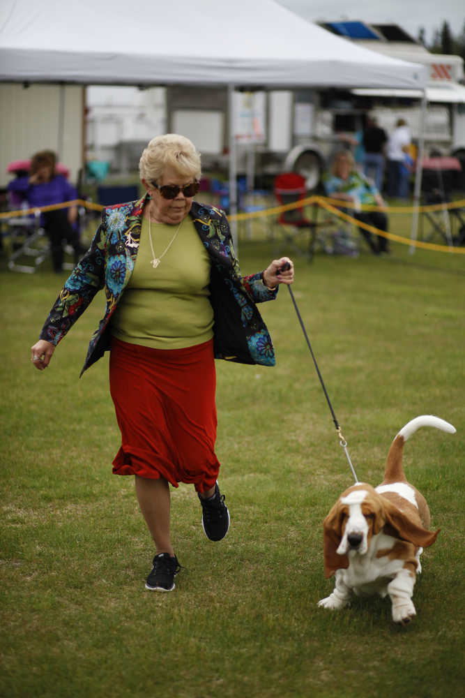 Photo by Rashah McChesney/Peninsula Clarion  Kira, a Chow Chow, was brought to the Kenai Peninsula from Fairbanks to compete in the Kenai Kennel Club's annual dog show Friday July 11, 2014 in Soldotna, Alaska.