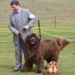 Canine Showtime for Kenai Kennel Club