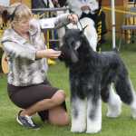 Canine Showtime for Kenai Kennel Club