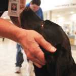 Photo by Kelly Sullivan/ Peninsula Clarion Staff member Susan Myers stops on her way through the lobby to pet Ben, Kathy East's certified therapy animal, Wednesday, July 23, at Central Peninsula Hospital.