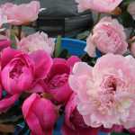High Tunnel gardening featured at Food Bank Farmers Market