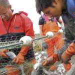 Clarion file photo Justin Cramer, left, untangles sockeye salmon from a setnet with the help of Domino, a hired deckhand from California, right, Monday August 1, 2011 in Cook Inlet, near the mouth of the Kenai River. Cook Inlet setnetters have been targeted in a lawsuit by an organization seeking to ban the gear type in what it defines as "urban" parts of the state.