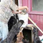 One of the 35 dogs rescued from a Knight Drive home just outside of Soldotna on Monday pokes his nose outside a fence at Alaska's Extended Life Animal Sanctuary in Nikiski. Photo by Kaylee Osowski/Peninsula Clarion