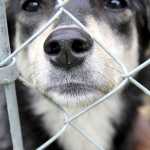 One of the 35 dogs rescued from a Knight Drive home just outside of Soldotna on Monday sits outside at Alaska's Extended Life Animal Sanctuary in Nikiski. Photo by Kaylee Osowski/Peninsula Clarion