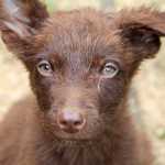 Sue Whipp of the Alaska's Extended Life Animal Sanctuary in Nikiski feeds the 35 dogs rescued from a home on Knight Drive near Soldotna Monday night. Photo by Kaylee Osowski/Peninsula Clarion