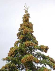 White spruce bearing heavy cone crop at the Kenai National Wildlife Refuge's Visitor Center, August 12, 2014.  Photo by Matt Bowser/USFWS.