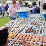 Photo by Kelly Sullivan/ Peninsula Clarion Karen Otter made 800 mini-cupcakes for the the Kenai Peninsula Borough, Kenai Peninsula College alumni and Kenai Peninsula Borough School District joint 50th anniversary community barbecue, Thursday, August 14, at the KPC Kenai River Campus in Soldotna, Alaska.