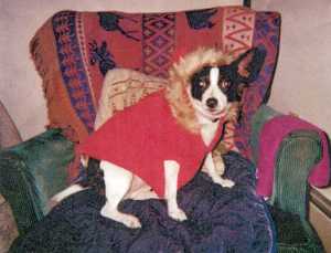 Aspen Rose Aponi of Sterling shared this photo of Sweetheart Rose (Rosie for short), posing in her winter duds last December. Rosie is a 3-year-old Teddy Roosevelt terrier.