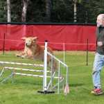 Photo by Dan Balmer/Peninsula Clarion Soldotna resident Mike Mildbrand runs along his dog Benz as he completes a jumping course at the Kenai Kennel Club agility trials Monday at the Kenai Little League Fields.