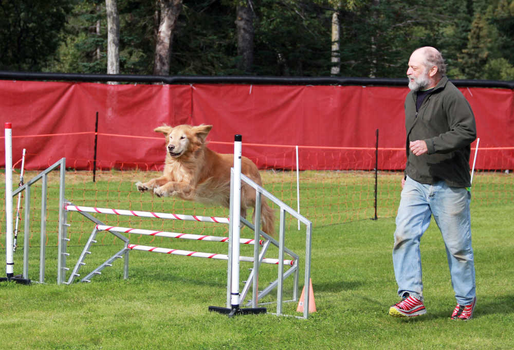Photo by Dan Balmer/Peninsula Clarion Soldotna resident Mike Mildbrand runs along his dog Benz as he completes a jumping course at the Kenai Kennel Club agility trials Monday at the Kenai Little League Fields.