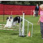 Photo by Dan Balmer/Peninsula Clarion Ingrid Oliver runs with her dog Zeke, an Australian Shepherd during a jumping course at the Kenai Kennel Club agility trials Monday at the Kenai Little League Fields.