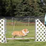 Photo by Dan Balmer/Peninsula Clarion Kenai resident Barb Eagle guides her Corgi, Flush, through a jumping course at the Kenai Kennel Club agility trials Monday at the Kenai Little League Fields. Nearly 100 dogs of various sizes and breeds competed in the three-day competition over Labor Day weekend.