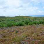 The old ranchhouse on Simeonof Island, part of the Alaska Maritime National Wildlife Refuge, with introduced Sitka spruce that is now reproducing. (E. Bella/Refuge)