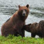 In this July, 2013, photo, a mother brown bear nurses her yearling cub at Admiralty Island's Pack Creek near Windfall Harbor, Alaska.  The area around Pack Creek, a bear-viewing area on Admiralty Island, offers some amazing sights not too far from Juneau, Alaska.(AP Photo/Juneau Empire, Mary Catharine Martin)